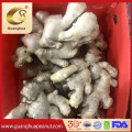 Healthy Air Dried Ginger Fresh Ginger Factory Dircet